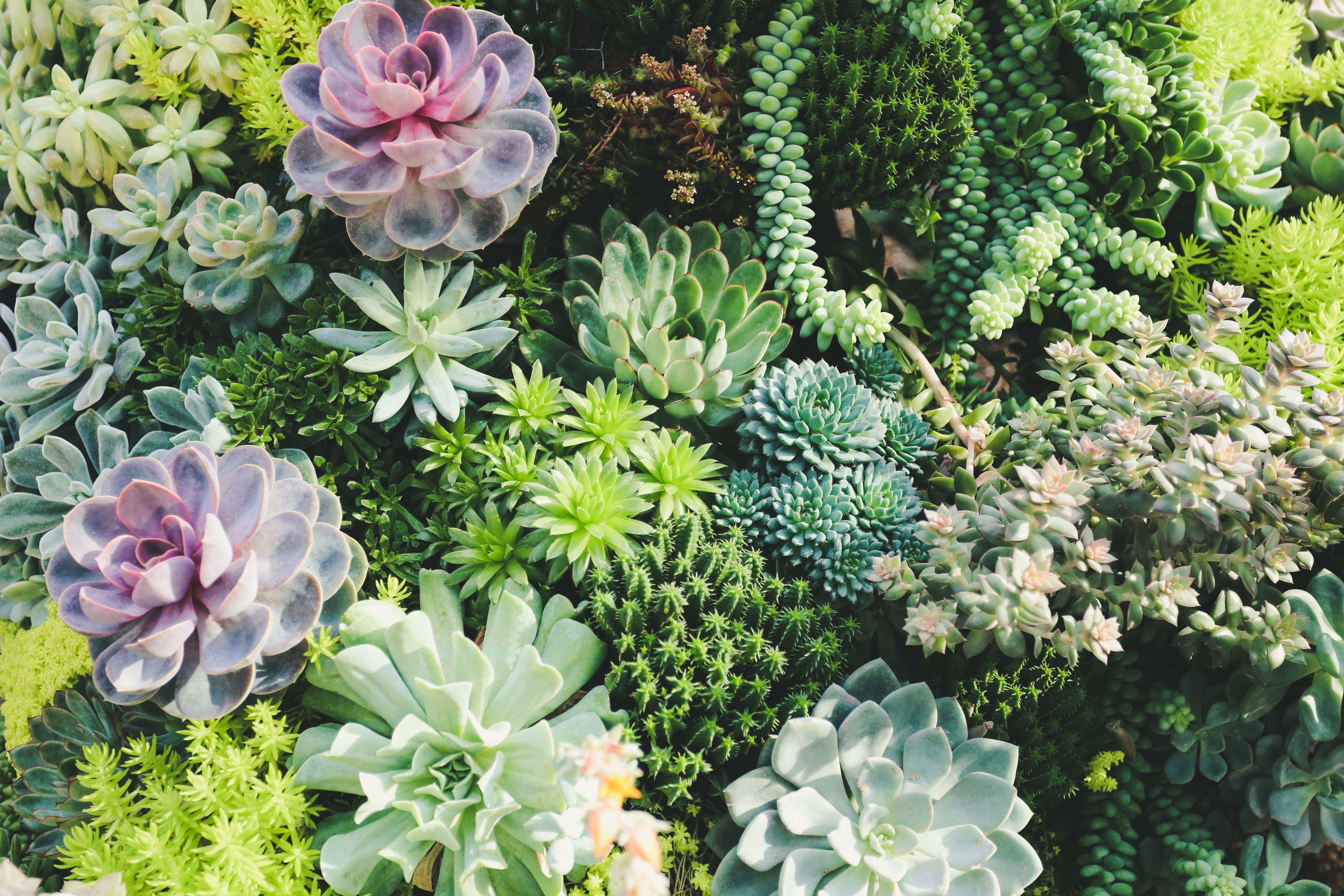 7 Succulent Varieties That Are Perfect for Your Office Space