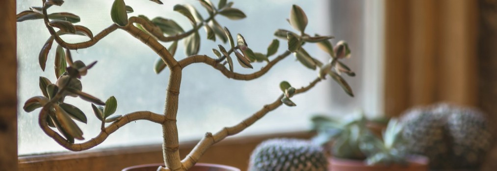 Why Indoor Plants Are Healthy for You and Your Home